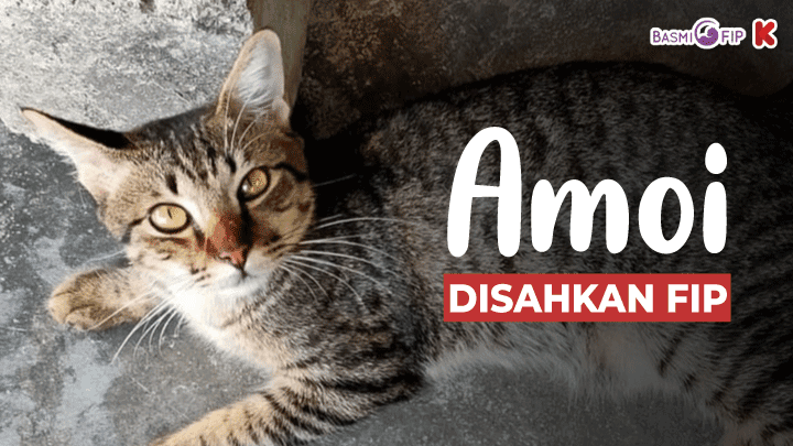 FIP Hampir Membunuh Tapi Amoi Tetap Semangat