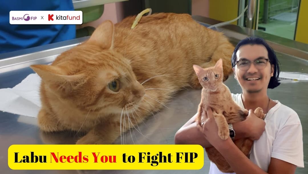 Please Help Labu Live A Long Life