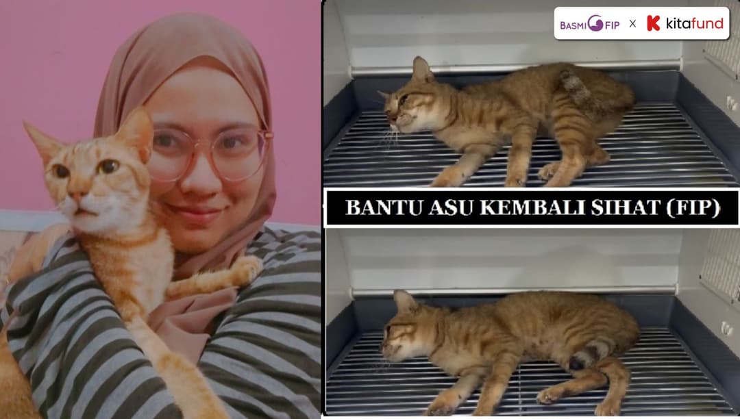 Rawatan FIP untuk Asu.