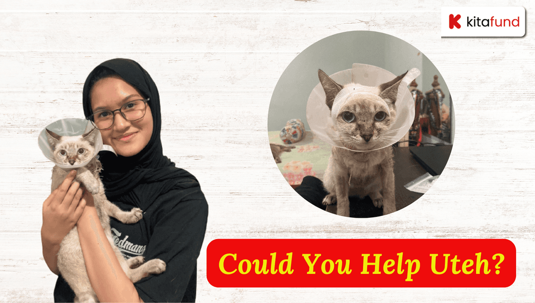 Medical Aid for Hospitalized Cat