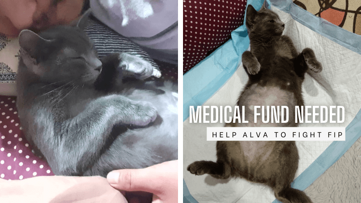 Help Alva From FIP