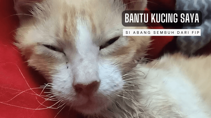 Bantu Abang Melawan FIP