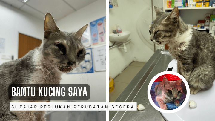 Sumbangan untuk Fajar