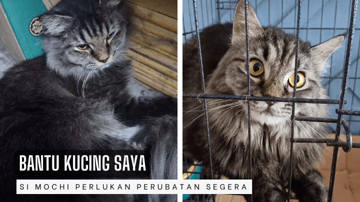 Bantu Mochi untuk Hidup! Batu karang & FeLV