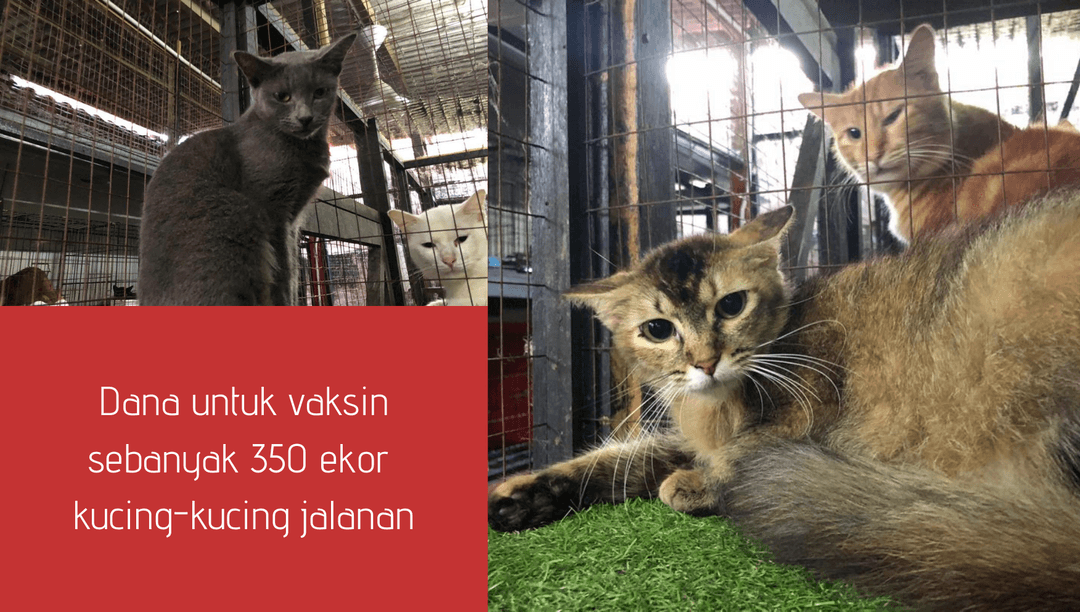  Misi 'REHOME DON'T THROW' Sebanyak 350 Ekor Kucing Terbiar Yang Akan Di Vaksinkan Pada 1 August Secara Berperingkat